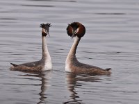 Podiceps cristatus 117, Fuut, Saxifraga-Luuk Vermeer