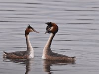 Podiceps cristatus 118, Fuut, Saxifraga-Luuk Vermeer