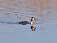 Podiceps cristatus 125, Fuut, Saxifraga-Luuk Vermeer