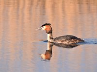 Podiceps cristatus 128, Fuut, Saxifraga-Luuk Vermeer