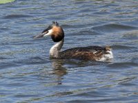 Podiceps cristatus 135, Fuut, Saxifraga-Willem van Kruijsbergen