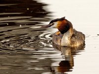 Podiceps cristatus 140, Fuut, Saxifraga=Bart Vastenhouw