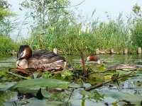 Podiceps cristatus 150, Fuut, Saxifraga-Tom Heijnen