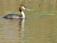 Podiceps cristatus 153, Fuut, Saxifraga-Tom Heijnen