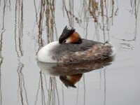 Podiceps cristatus 157, Fuut, Saxifraga-Ed Stikvoort : Eemland Baarn