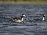 Podiceps cristatus 48, Fuut, Saxifraga-Dirk Hilbers