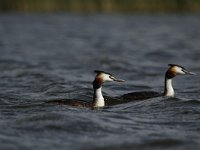 Podiceps cristatus 52, Fuut, Saxifraga-Dirk Hilbers