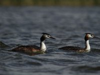 Podiceps cristatus 54, Fuut, Saxifraga-Dirk Hilbers