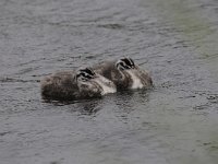 Podiceps cristatus 73, Fuut, Saxifraga-Luuk Vermeer