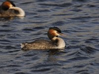 Podiceps cristatus 83, Fuut, Saxifraga-Luuk Vermeer