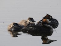 Podiceps cristatus 89, Fuut, Saxifraga-Luuk Vermeer