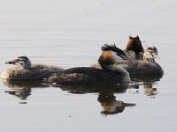 Podiceps cristatus 91, Fuut, Saxifraga-Luuk Vermeer