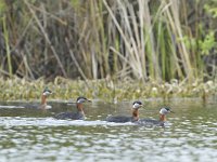 Podiceps grisegena 10, Roodhalsfuut, Saxifraga-Tom Heijnen