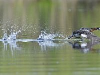 Podiceps grisegena 12, Roodhalsfuut, Saxifraga-Tom Heijnen