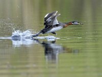 Podiceps grisegena 5, Roodhalsfuut, Saxifraga-Tom Heijnen