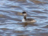 Podiceps grisegena, Red-necked Grebe, Roodhalsfuut,  Podiceps grisegena, Red-necked Grebe, Roodhalsfuut, : Groningen, Lauwersmeer, Podiceps grisegena, Red list, Red-necked Grebe, Roodhalsfuut, bird, golven, harbour, haven, rode lijst, sea, sea bird, vogel, water, waves, winter plumage, winterkleed, zee, zeevogel