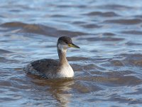 Podiceps grisegena, Red-necked Grebe, Roodhalsfuut,  Podiceps grisegena, Red-necked Grebe, Roodhalsfuut, : Groningen, Lauwersmeer, Podiceps grisegena, Red list, Red-necked Grebe, Roodhalsfuut, bird, golven, harbour, haven, rode lijst, sea, sea bird, vogel, water, waves, winter plumage, winterkleed, zee, zeevogel