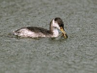 Podiceps grisegena 3, Roodhalsfuut, Saxifraga-Piet Munsterman