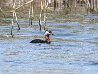 Podiceps grisegena 4, Roodhalsfuut, Saxifraga-Henk Baptist