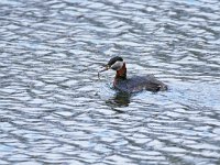 Podiceps grisegena 6, Roodhalsfuut, Saxifraga-Tom Heijnen