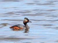 Podiceps nigricollis 34, Geoorde fuut, Saxifraga-Hans Dekker