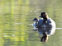 Podiceps nigricollis 37, Geoorde fuut, Saxifraga-Tom Heijnen