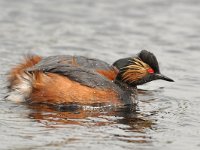 Podiceps nigricollis 39, Geoorde fuut, Saxifraga-Tom Heijnen