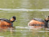 Podiceps nigricollis 42, Geoorde fuut, Saxifraga-Tom Heijnen