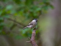 Matkop  Matkop in het Haspelbos : Parus montanus