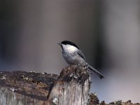 Poecile montanus 3, Matkop, Saxifraga-Arie de Knijff