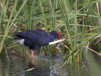 Porphyrio porphyrio; Purperkoet; Purple Swamp-hen  Porphyrio porphyrio; Purperkoet; Purple Swamp-hen : blue, Purple Swamp-hen, ralachtige, eten, vogel, purple, ral, Purperkoet, Porphyrio porphyrio, riet, Europa, marsh, foraging, Portugal, nature, paars, voedsel, lente, food, moeras, swamp, Zuid-Europa, feeding, kust, spring, merg, water, Iberisch Schiereiland, bird, rood, voorjaar, binnenkant, april, blauw, natuur, fresh-water marsh, Algarve, Reed, coast, rail, red