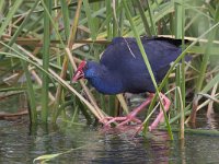 Porphyrio porphyrio; Purperkoet; Purple Swamp-hen  Porphyrio porphyrio; Purperkoet; Purple Swamp-hen : natuur, bird, Iberisch Schiereiland, lente, nature, spring, merg, Zuid-Europa, Algarve, riet, swamp, Reed, feeding, rail, red, ralachtige, Purple Swamp-hen, coast, foraging, purple, moeras, rood, kust, paars, voedsel, Porphyrio porphyrio, food, fresh-water marsh, april, eten, Portugal, binnenkant, Purperkoet, water, marsh, ral, blauw, Europa, voorjaar, vogel, blue