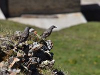 Prunella collaris 12, Alpenheggenmus, Saxifraga-Luuk Vermeer