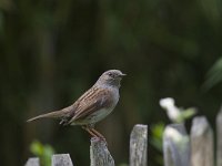 Prunella modularis 19, Heggenmus, Saxifraga-Luc Hoogenstein  Heggemus in een voortuin in Utrecht : Utrecht, heggenmus, vogel, heggemus, natuur, bird, stadsvogel, stad, city bird, tuin, nature, utrecht, garden, voortuin, stadsnatuur, Nederland, The Netherlands, dunnock, city, city nature