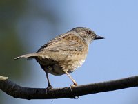 Heggenmus #03 : Prunella modularis, Dunnock, Heggenmus