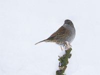 Heggemus, Dunnock, Hedge Accentor, Prunella modulari  Heggemus, Dunnock, Hedge Accentor, Prunella modulari : december, Utrecht, tuin, zangvogel, wit, the Netherlands, sneeuw, city nature, Hedge Accentor, Dunnock, tak, algemeen, heggenmus, Heckenbraunelle, common, garden bird, nature, cold, songbird, natuur, stadsnatuur, snow, vogel, winter, heggemus, Prunella modularis, aves, bird, Accenteur mouchet, freezing, branch, city bird, Soest, stadsvogel, koud, tuinvogel, urban bird, Nederland, white, garden