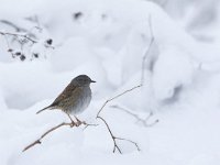 Heggemus, Dunnock, Hedge Accentor, Prunella modulari  Heggemus, Dunnock, Hedge Accentor, Prunella modulari : snow, freezing, zangvogel, city nature, Dunnock, koud, wit, bird, heggenmus, december, Heckenbraunelle, heggemus, common, tuin, winter, Nederland, branch, the Netherlands, garden bird, Hedge Accentor, Accenteur mouchet, algemeen, stadsvogel, tak, white, urban bird, garden, aves, vogel, city bird, tuinvogel, Utrecht, stadsnatuur, sneeuw, natuur, cold, songbird, Prunella modularis, Soest, nature