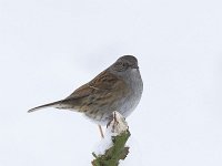 Heggemus, Dunnock, Hedge Accentor, Prunella modulari  Heggemus, Dunnock, Hedge Accentor, Prunella modulari : Hedge Accentor, winter, garden bird, Heckenbraunelle, common, Accenteur mouchet, garden, Prunella modularis, bird, Utrecht, songbird, Nederland, aves, the Netherlands, tuinvogel, Soest, nature, urban bird, tuin, algemeen, city bird, december, koud, snow, tak, city nature, heggenmus, sneeuw, heggemus, white, freezing, vogel, Dunnock, stadsvogel, branch, natuur, zangvogel, stadsnatuur, cold, wit