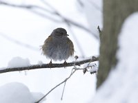 Heggemus, Dunnock, Hedge Accentor, Prunella modulari  Heggemus, Dunnock, Hedge Accentor, Prunella modulari : songbird, nature, cold, tuinvogel, city nature, Heckenbraunelle, natuur, koud, algemeen, the Netherlands, sneeuw, garden bird, city bird, Prunella modularis, Accenteur mouchet, aves, heggemus, december, snow, Dunnock, bird, Nederland, freezing, heggenmus, white, stadsvogel, tak, garden, vogel, Utrecht, zangvogel, tuin, Hedge Accentor, urban bird, common, winter, branch, stadsnatuur, wit, Soest