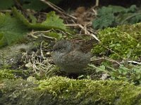 Prunella modularis 26, Heggenmus, Saxifraga-Willem van Kruijsbergen