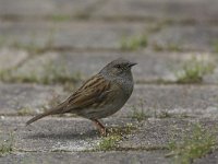 Prunella modularis 27, Heggenmus, Saxifraga-Luc Hoogenstein  Heggemus in een voortuin in Utrecht : city bird, Utrecht, voortuin, bird, nature, garden, stadsvogel, stadsnatuur, Nederland, stad, city, tuin, vogel, utrecht, city nature, heggenmus, dunnock, heggemus, natuur, The Netherlands