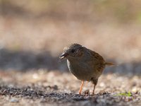 Hegemus  Heggemus bij Garderen : Prunella modularis