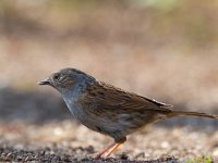 Hegemus  Heggemus bij Garderen : Prunella modularis