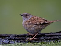 Heggemus  Heggemus bij Garderen : Prunella modularis