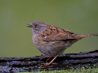 Heggemus  Heggemus bij Garderen : Prunella modularis