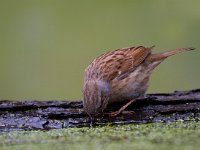 Heggemus  Heggemus bij Garderen : Prunella modularis