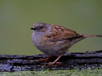 Heggemus  Heggemus bij Garderen : Prunella modularis