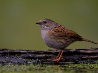 Heggemus  Heggemus bij Garderen : Prunella modularis