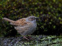 Heggemus  Heggemus bij Garderen : Prunella modularis