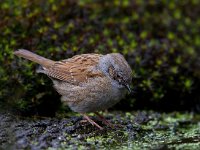 Heggemus  Heggemus bij Garderen : Prunella modularis